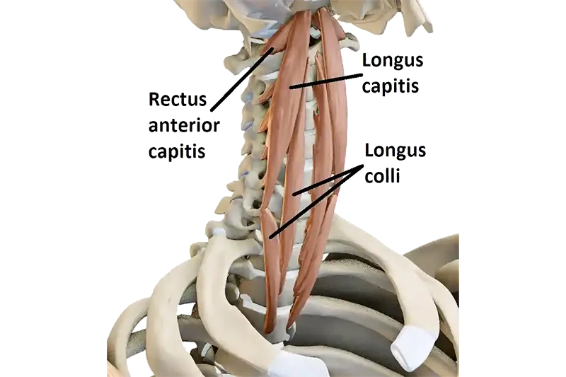 Anatomical diagram of the deep neck flexor muscles: longus colli, longus capitis, rectus capitis anterior, and rectus capitis lateralis along the front of the cervical spine.